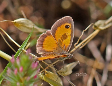 Gatekeeper, Southern, (Pyronia cecilia) Algarve, Alan Prowse